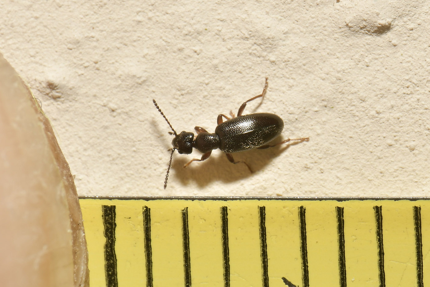 Anthicidae: Anthicus niger?  S